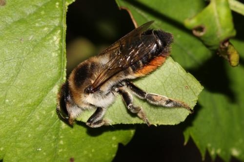 Réf. 237 309 : Megachile sp.